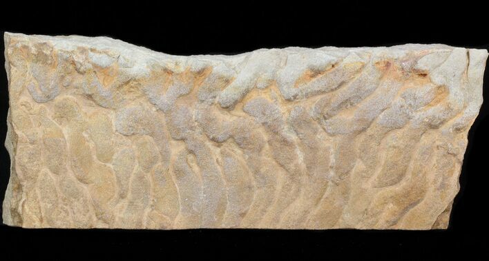 Pennsylvanian, Fossil Microbial Mat - Oklahoma #41119